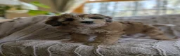 Aussiedoodle dogs for sale: Aster - Ad 1