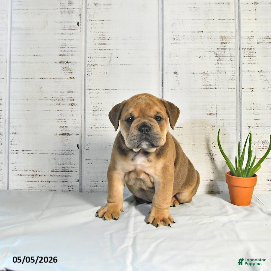 English Bulldog dogs for sale: Carmel - Ad 1