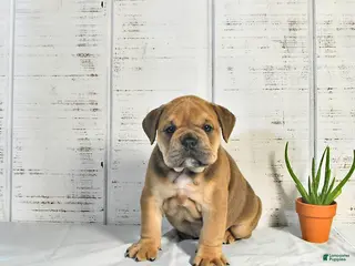 English Bulldog dogs for sale: Carmel - Ad 1
