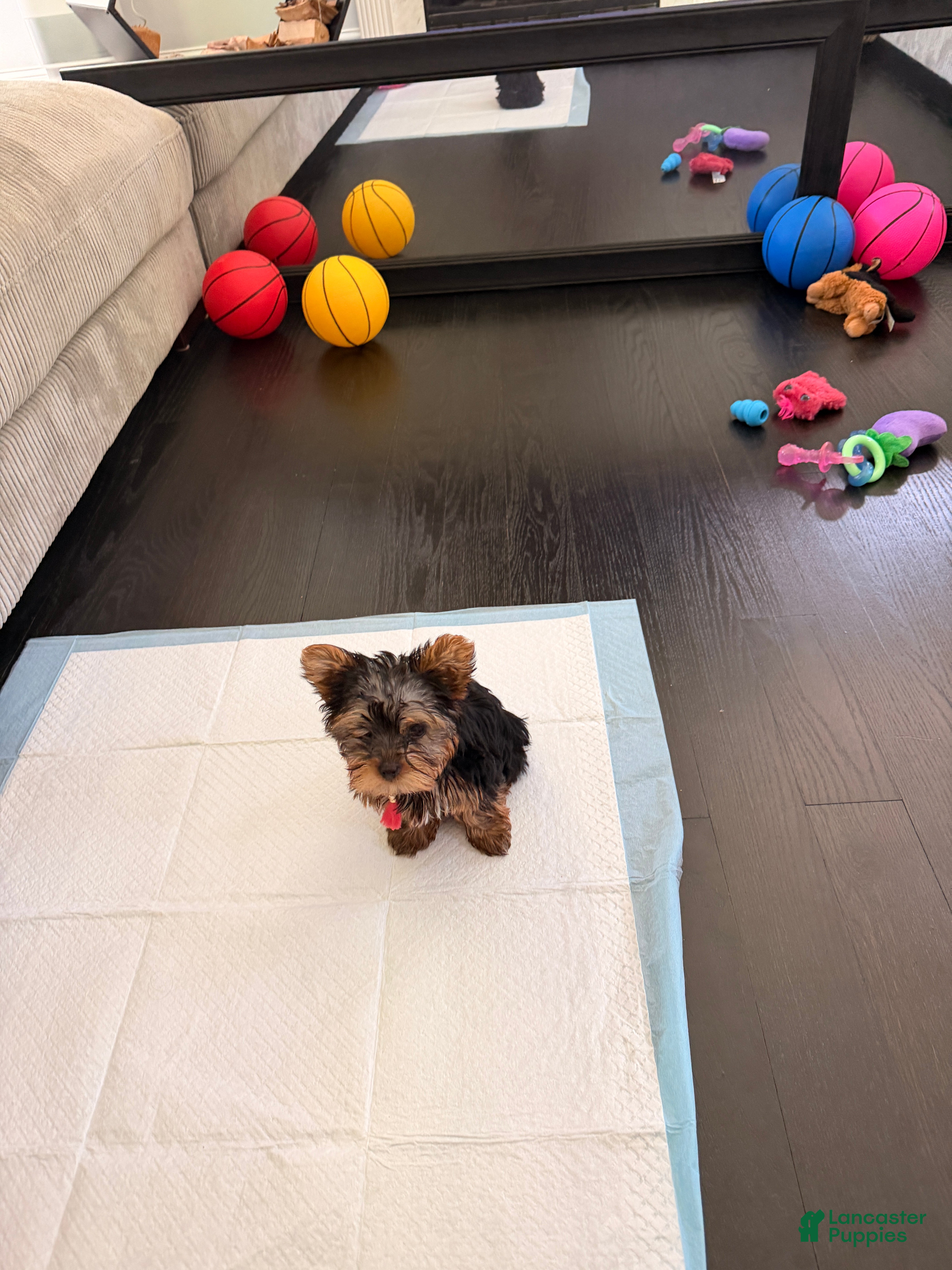 Yorkshire Terrier dogs Yorkshire Terrier 2 - Ad 6