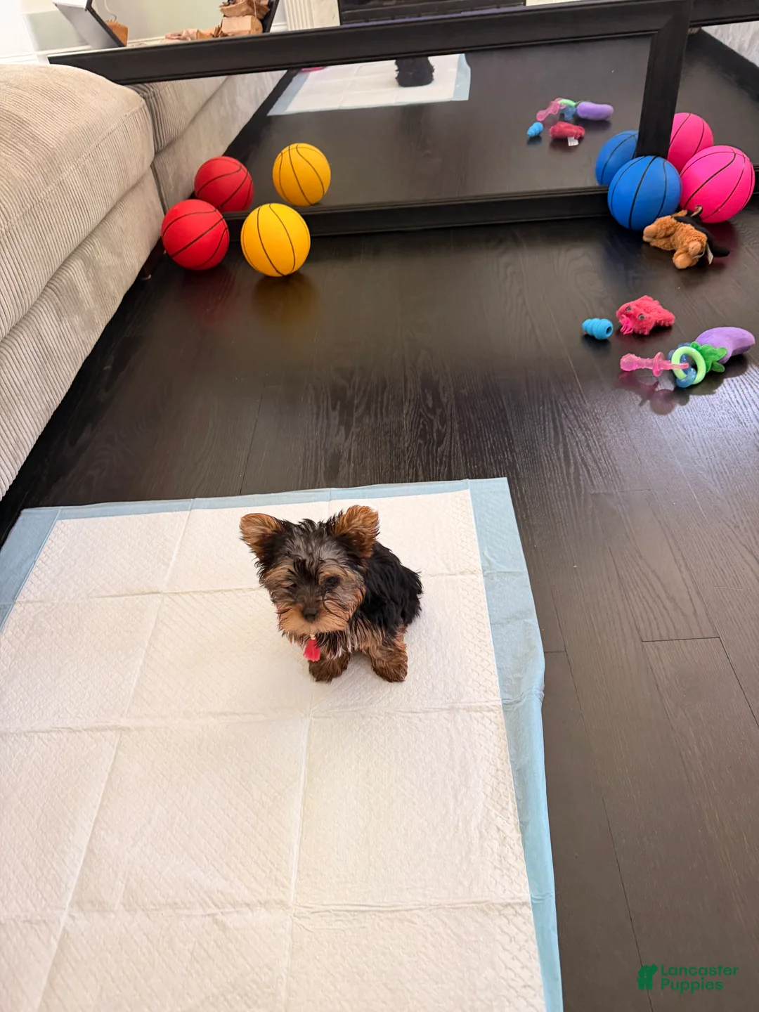 Yorkshire Terrier dogs for sale: Yorkshire Terrier 2 - Ad 1