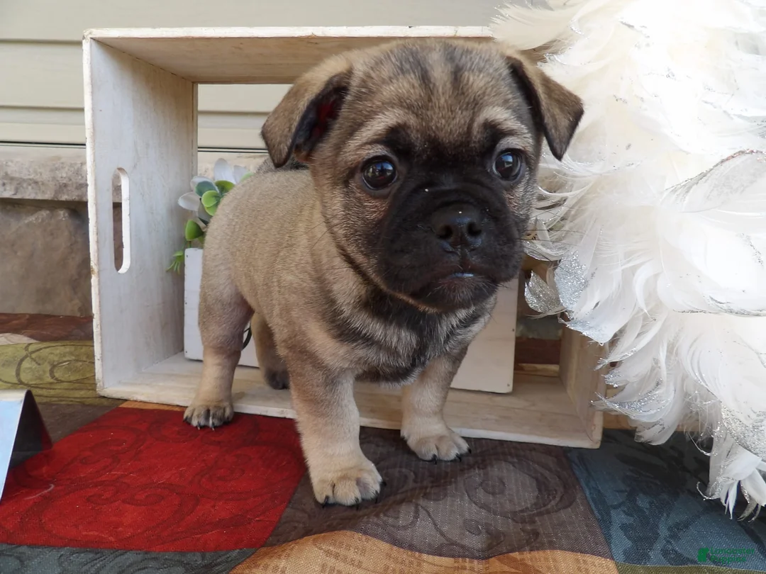 Gallery Image {{count}}