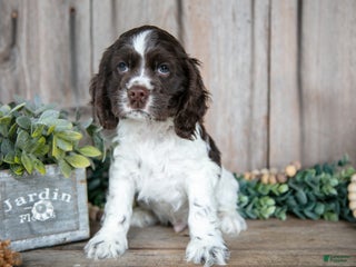 Cocker Spaniel dogs - Ad 13