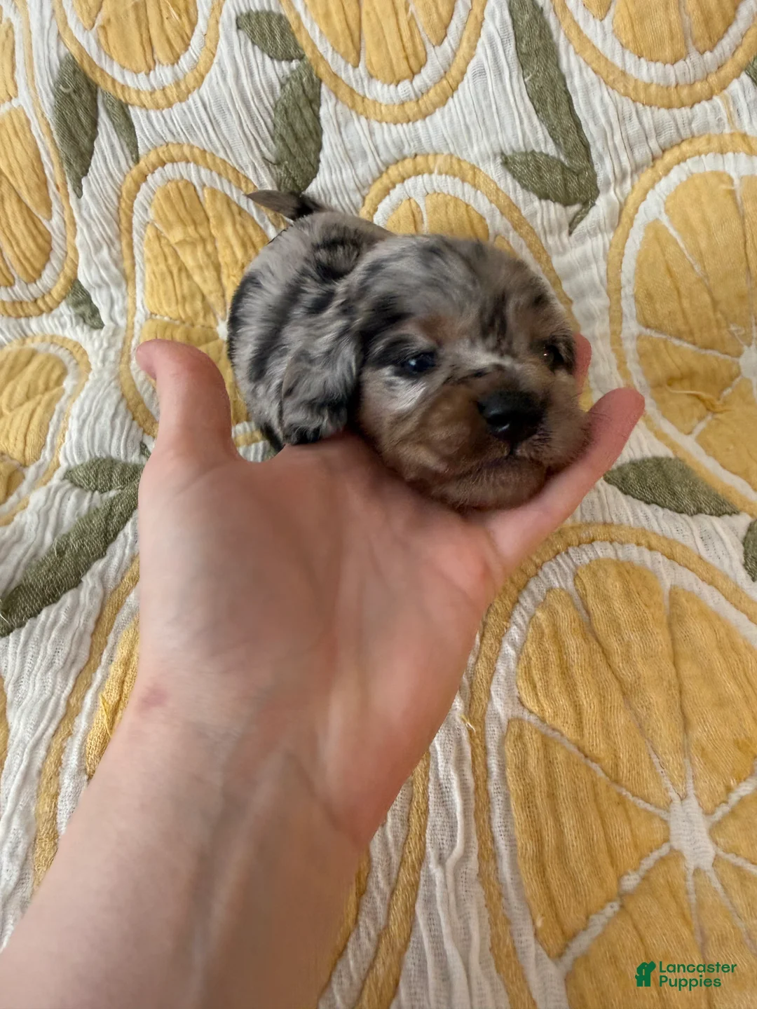 Miniature Dachshund dogs for sale: Oreo - Ad 1