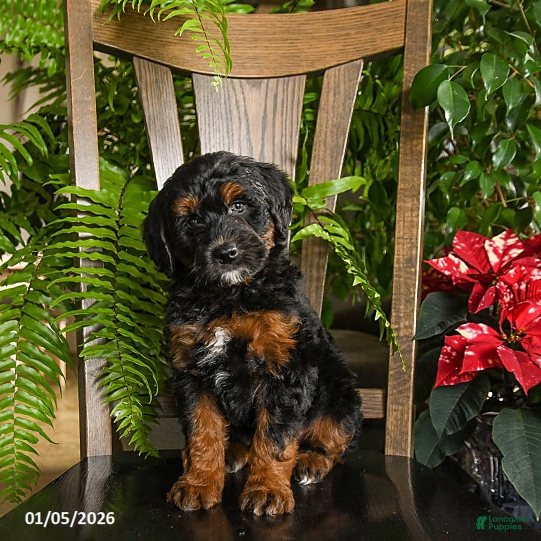 Mini Bernedoodle dogs for sale: Tucker - Ad 3