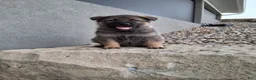 German Shepherd dogs for sale: Kobe - Ad 9