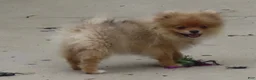 Pomeranian dogs for sale: Chris - Ad 1
