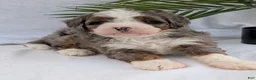 Mini Bernedoodle dogs for sale: Mini Darcy  - Ad 18