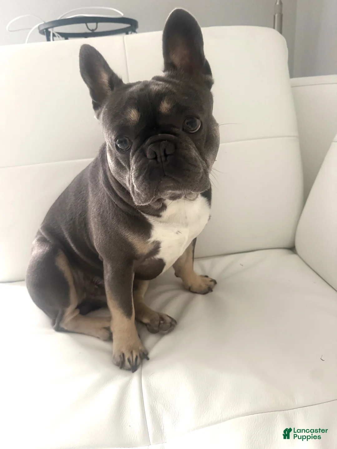 French Bulldog dogs for stud: PhillyFrenchie  - Ad 2