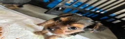 Mixed Breed dogs for sale: Drake!!! - Ad 3