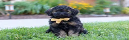 Bernedoodle dogs for sale: Sammy - Ad 5