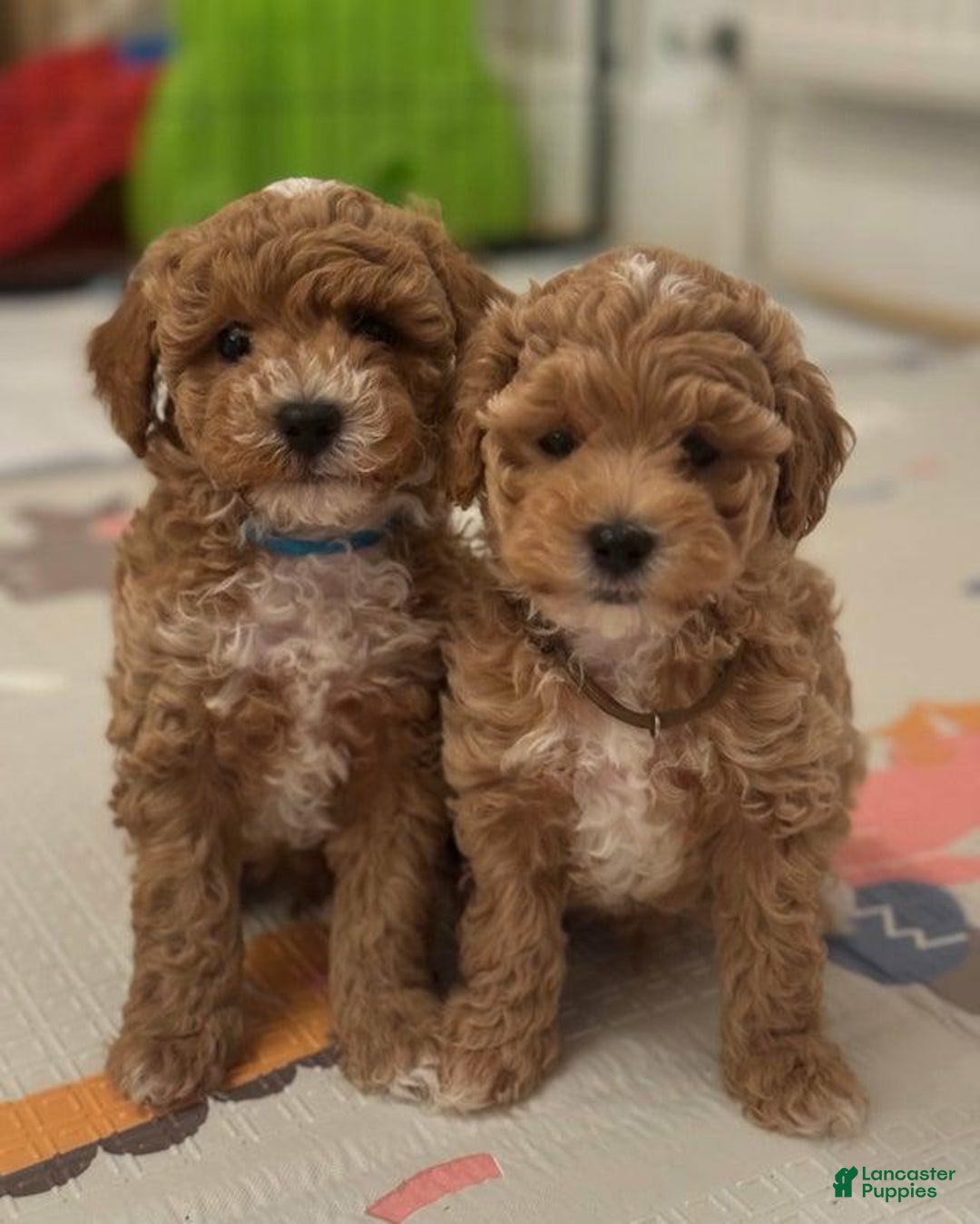 Maltipoo dogs for sale: Ciri - Ad 4