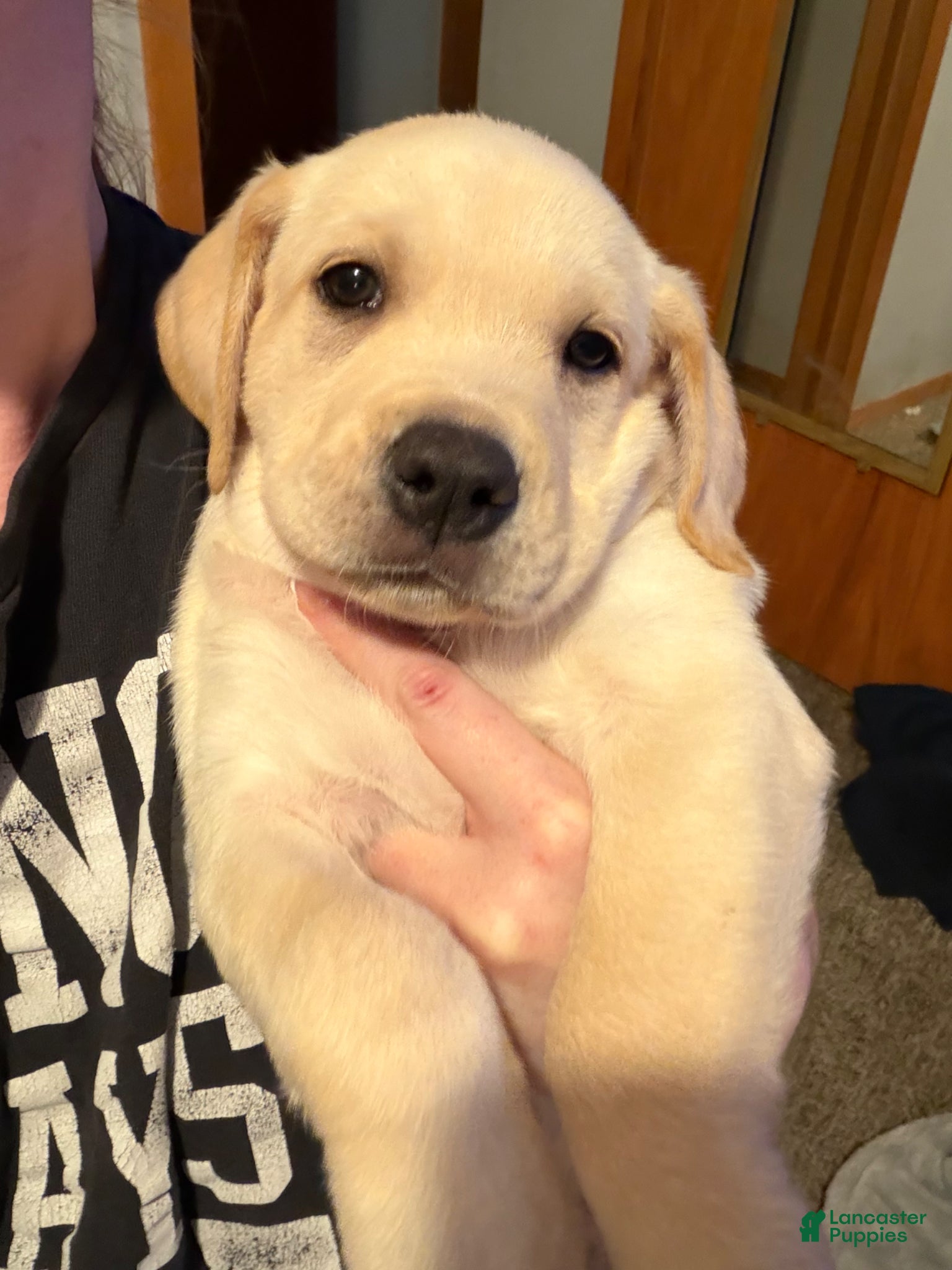 Goldador dogs Goldador Puppy 2 - Ad 1