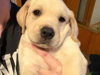 Goldador dogs Goldador Puppy 2 - Ad 1