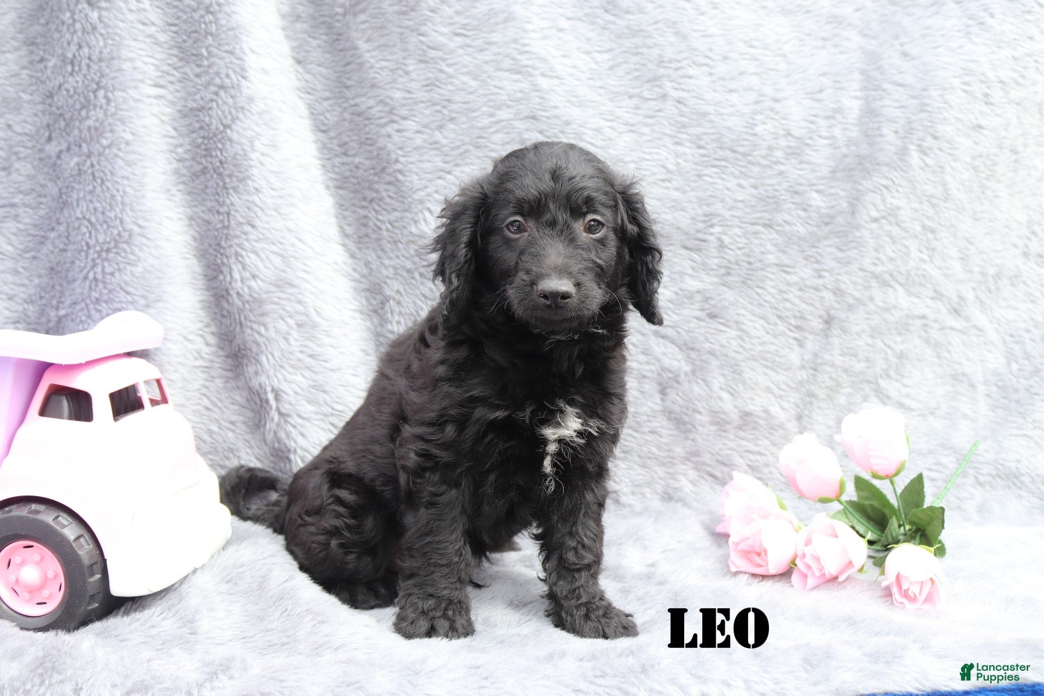 Mini Goldendoodle dogs for sale: Leo - Ad 5