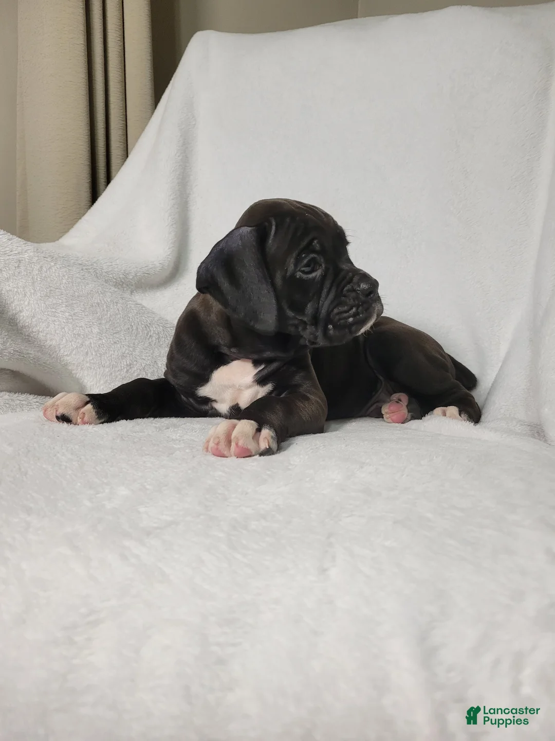 Boxer dogs for sale: Osage - Ad 2