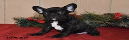 French Bulldog dogs for sale: Rosie - Ad 3