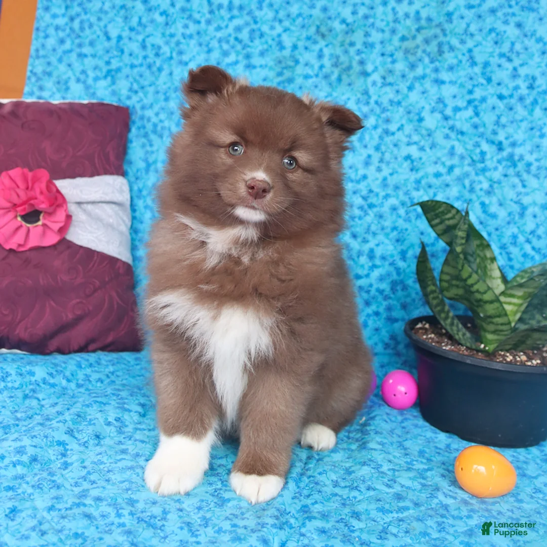 Pomsky dogs for sale: Winter - Ad 1