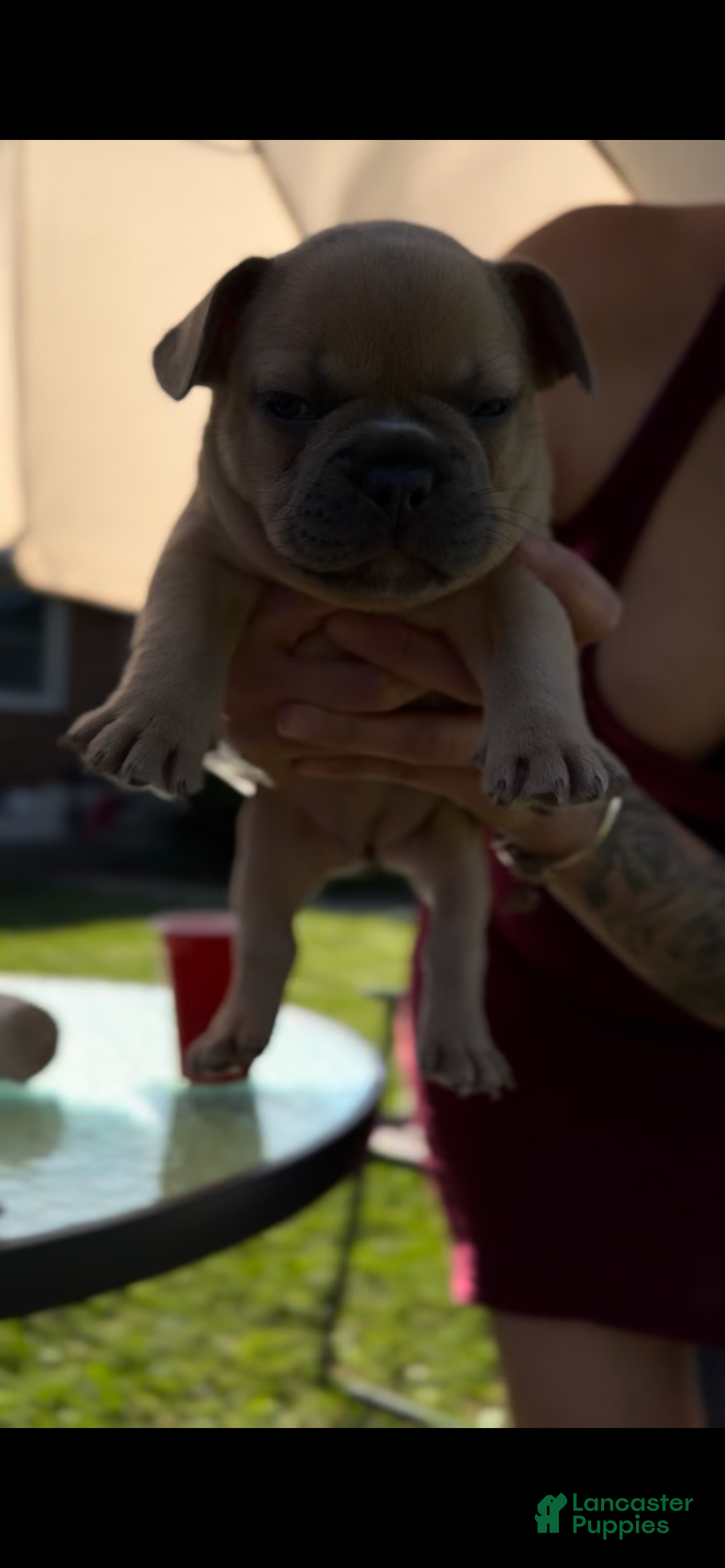 French Bulldog dogs Lucy - Ad 10