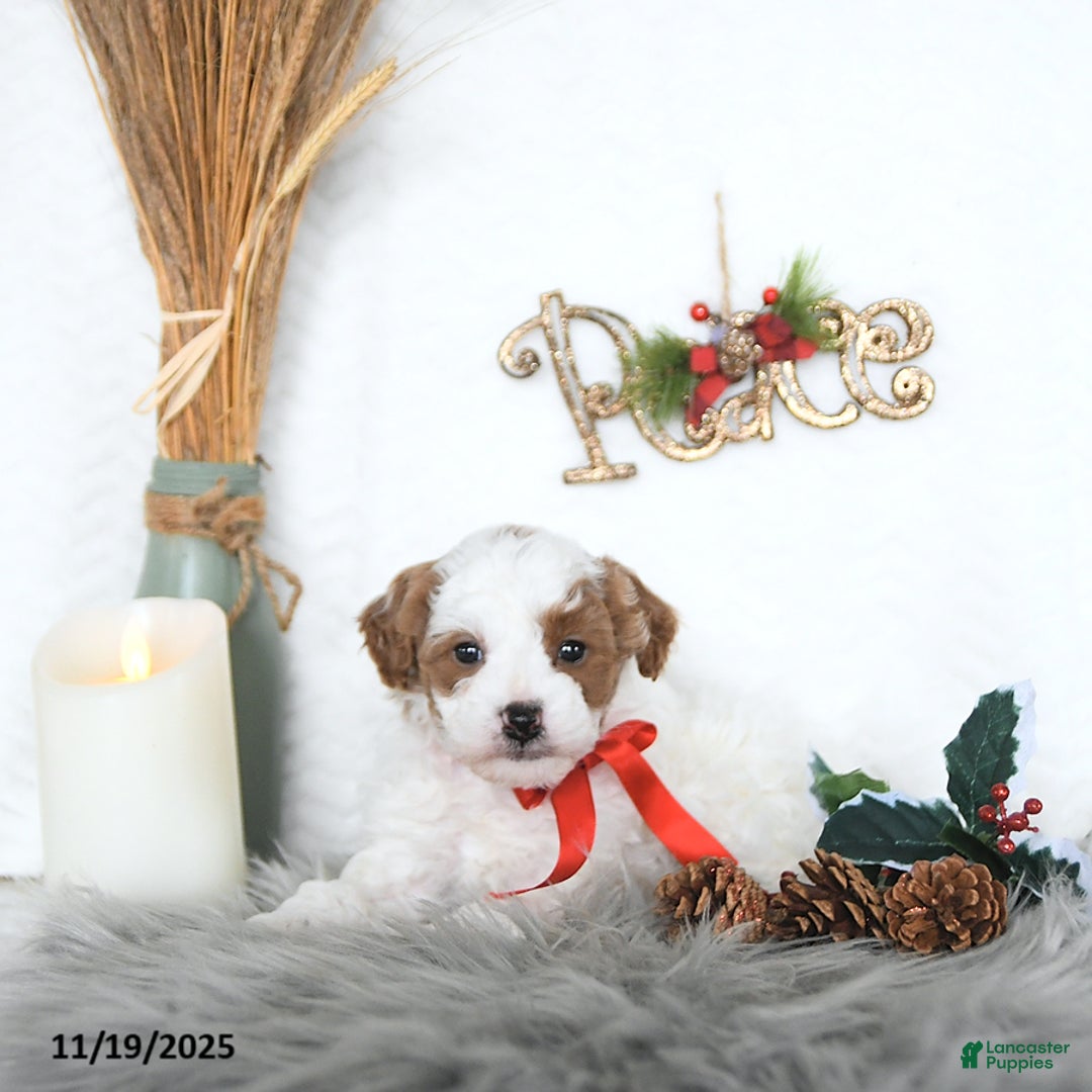 Cavapoo dogs for sale: Sara HOUSE RAISED - Ad 4