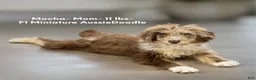 Mini Aussiedoodle dogs for sale: Birdie- F1B Mini AussieDoodle Girl in NC- Brown Phantom - Ad 3