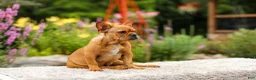French Bulldog dogs for sale: Diesel - Ad 4