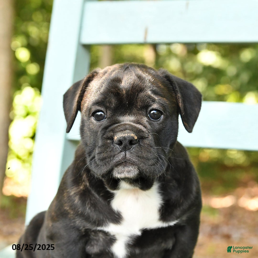 Mixed Breed dogs for sale: Rylee - Ad 4