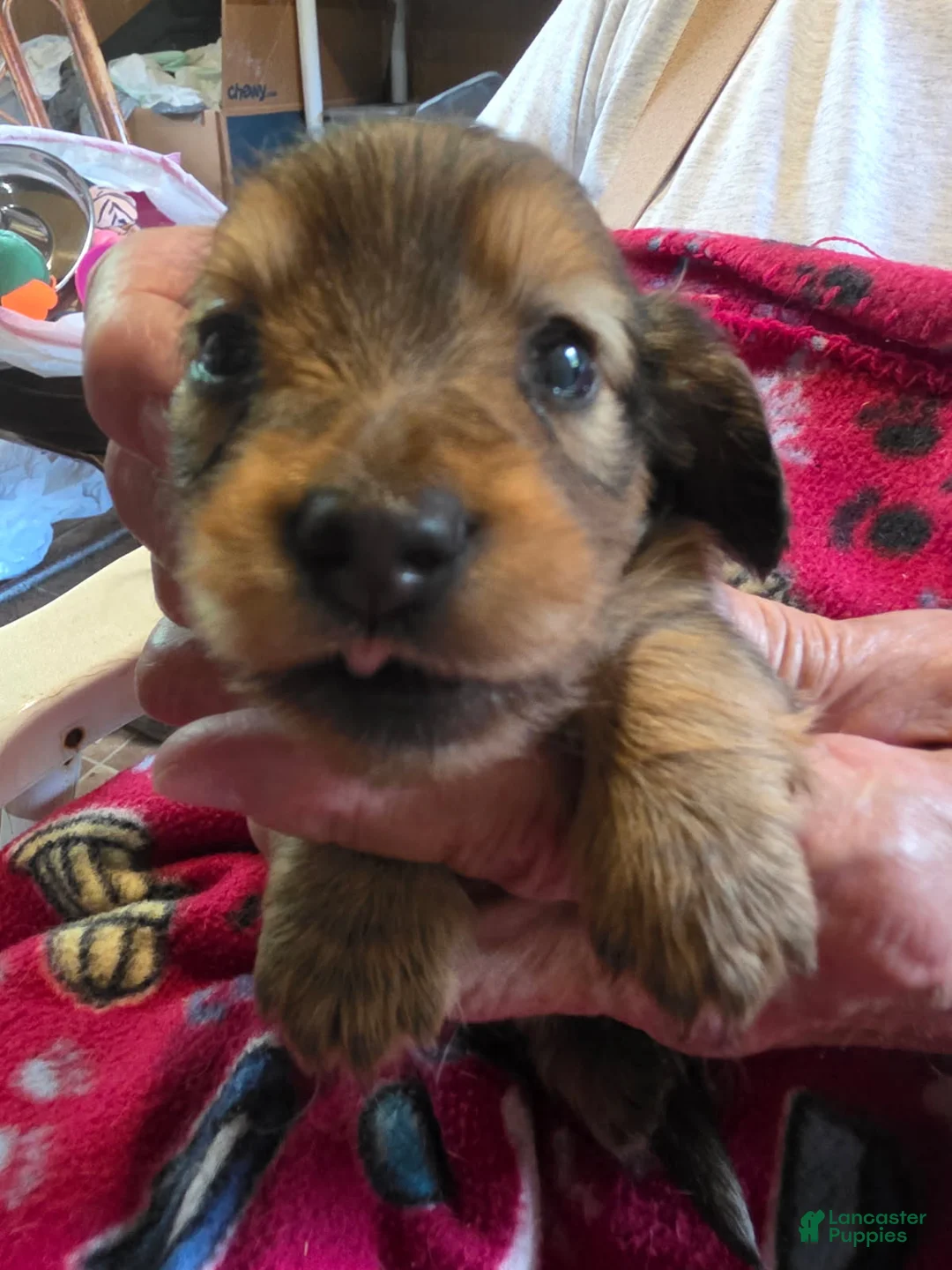 Miniature Dachshund dogs for sale: Tilly - Ad 4