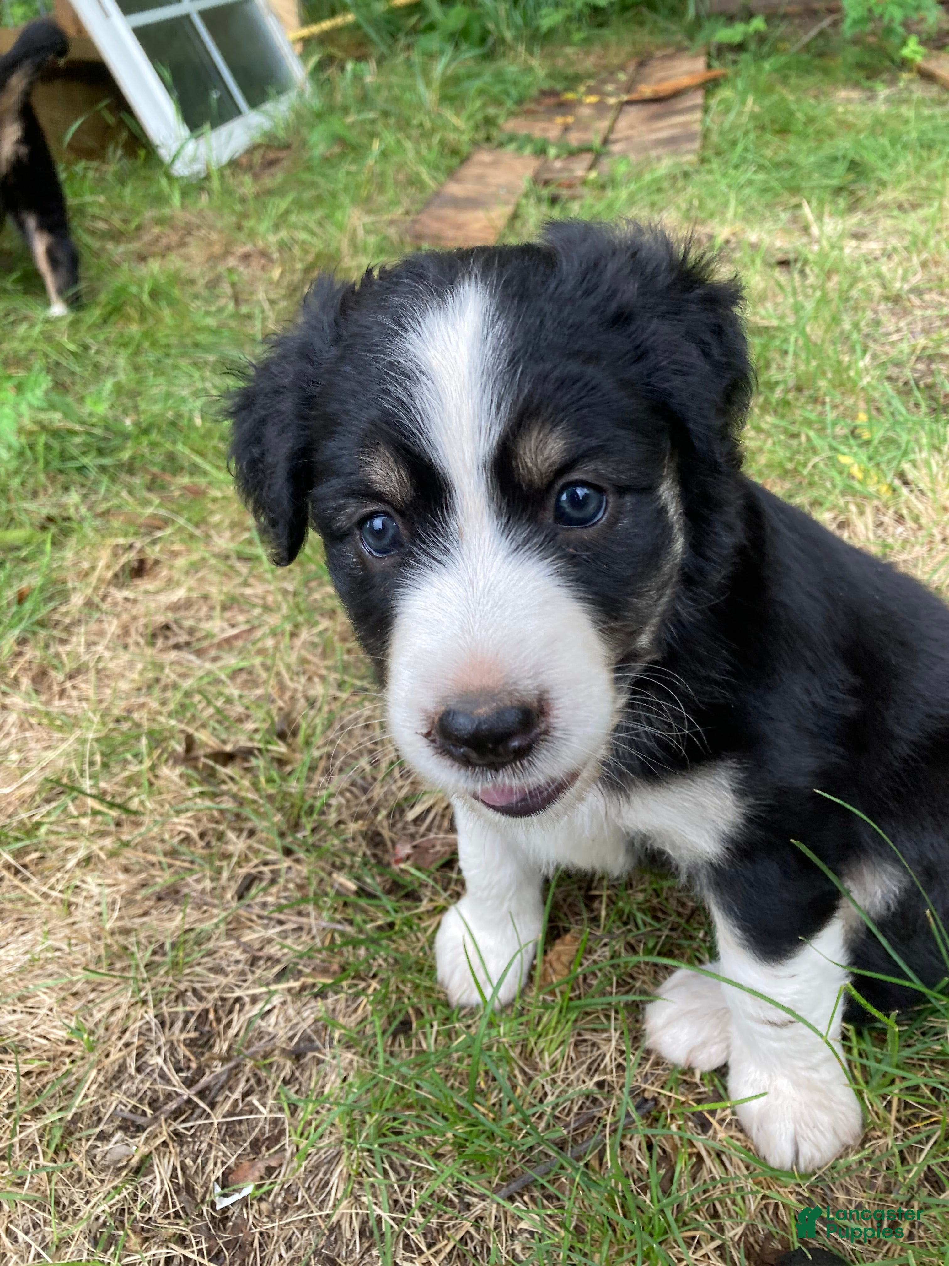 Australian Shepherd dogs for sale: Brooke  - Ad 2