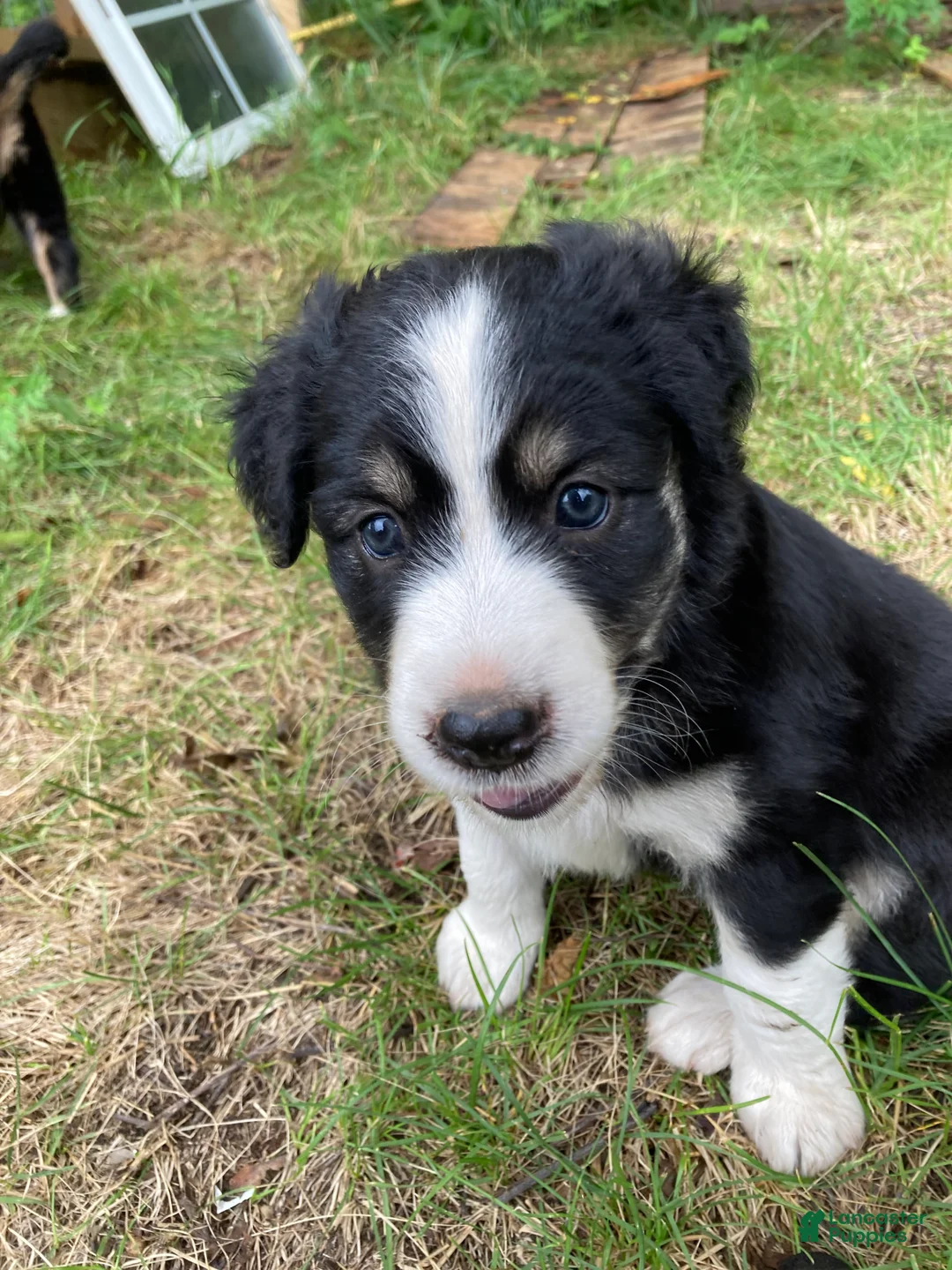 Australian Shepherd dogs for sale: Brooke  - Ad 1