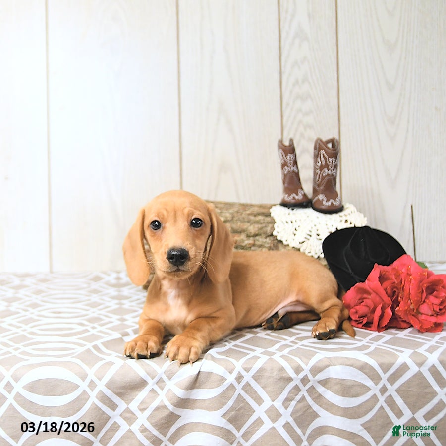 Miniature Dachshund dogs Oscar - Ad 2