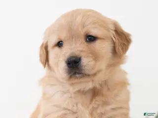 Golden Retriever dogs Pixar - Ad 26