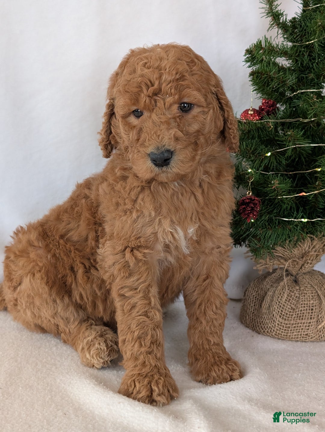 Goldendoodle dogs for sale: Miss Daisy  - Ad 24