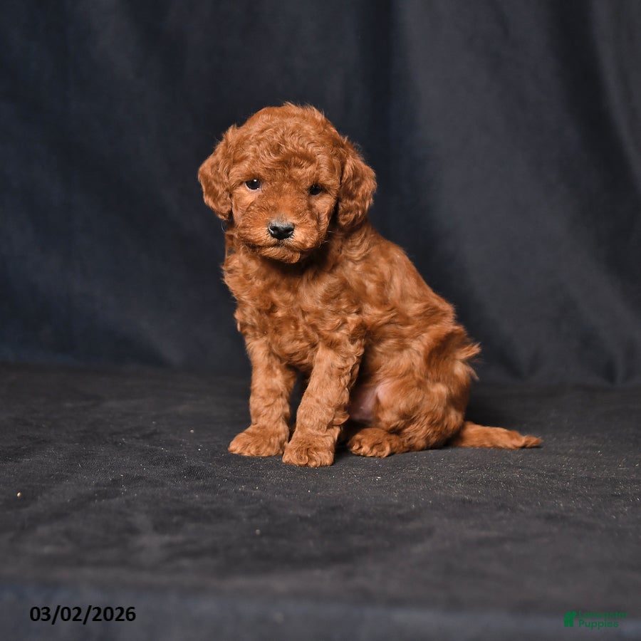 Toy Poodle dogs Skittles - Ad 1