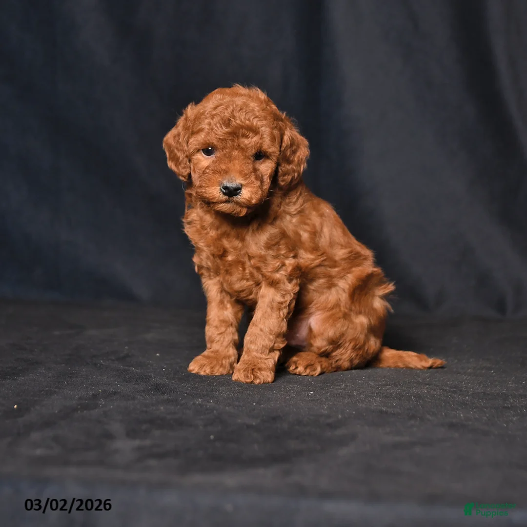 Toy Poodle dogs for sale: Skittles - Ad 1
