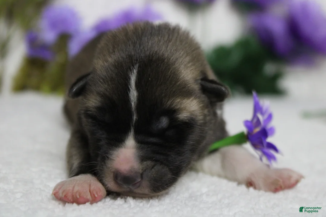 Akita dogs for sale: Cortland  - Ad 2