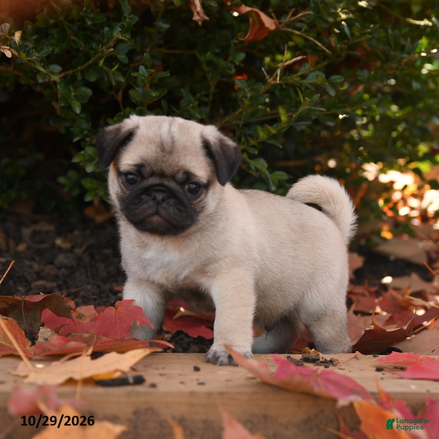 Pug dogs for sale: Porkchop - Ad 2