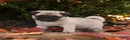 Pug dogs for sale: Porkchop - Ad 2