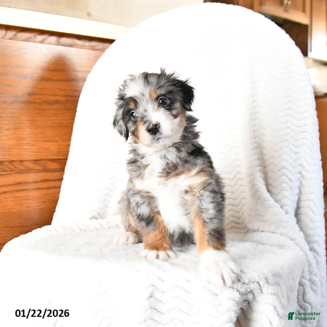 Mini Bernedoodle dogs for sale: Valentine - Ad 10