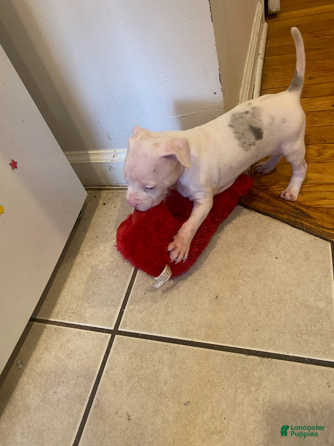 American Bully dogs for sale: Girl 1 - Ad 1
