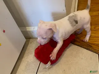 American Bully dogs Girl 1 - Ad 23