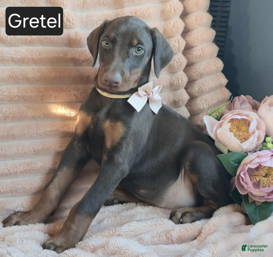 Doberman Pinscher dogs for sale: Gretel  - Ad 3
