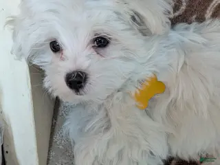 Maltese dogs for sale: Maltese Puppy 1 - Ad 4