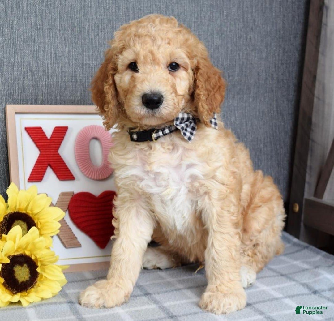 Standard Poodle dogs for sale: Chester  - Ad 5