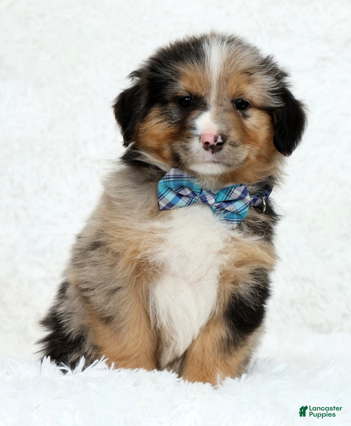 Australian Shepherd dogs Hank - Ad 2