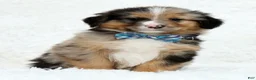 Australian Shepherd dogs for sale: Hank - Ad 2