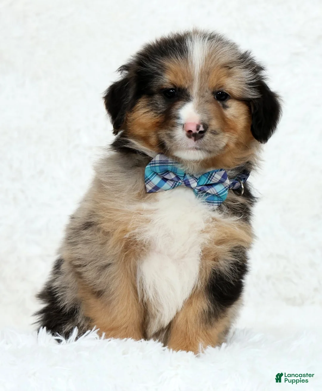 Australian Shepherd dogs for sale: Hank - Ad 2