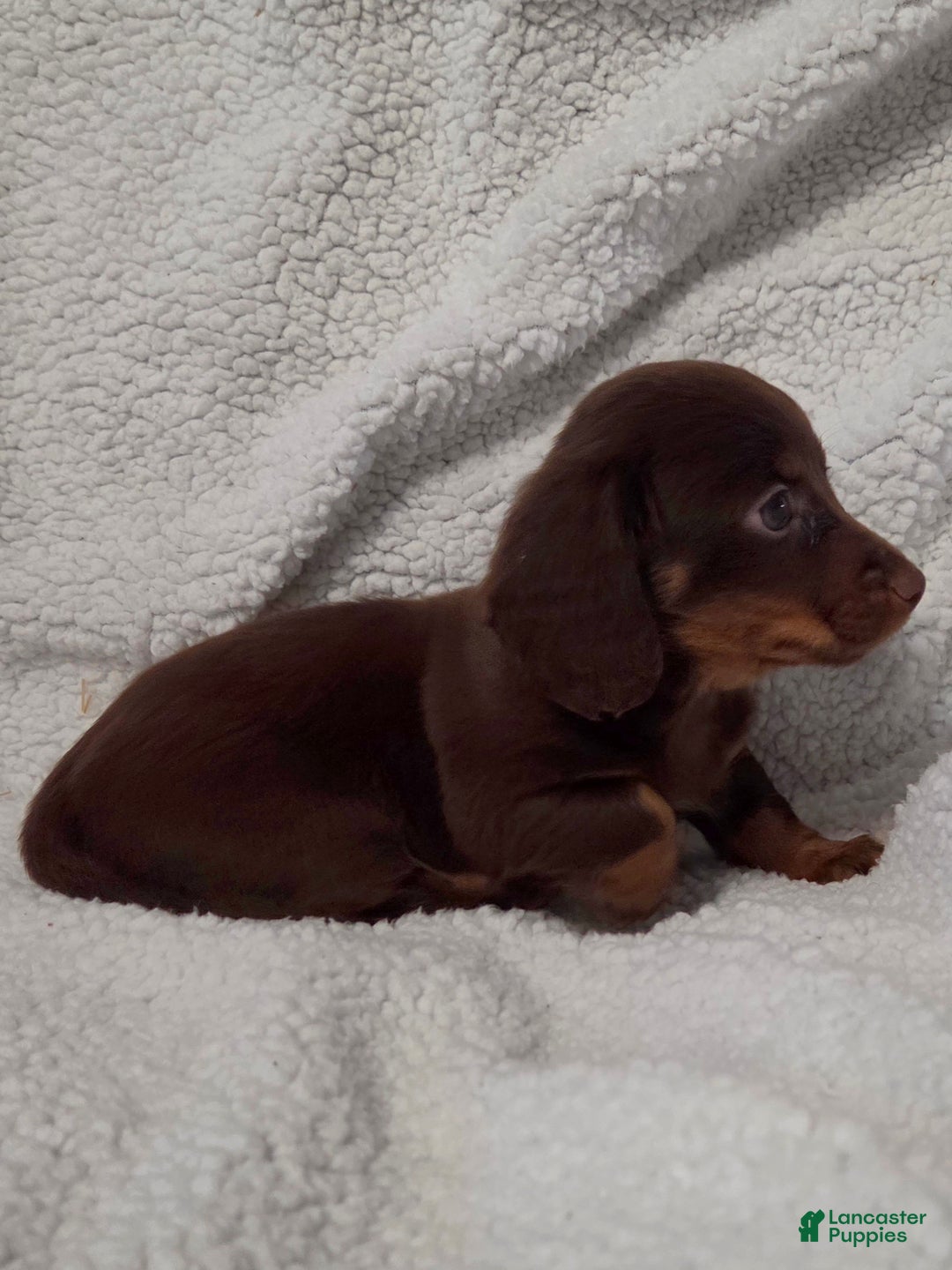 Miniature Dachshund dogs for sale: Miniature Dachshund Puppy 1 - Ad 2
