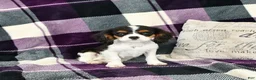 Cavalier King Charles Spaniel dogs for sale: Tyler - Ad 5