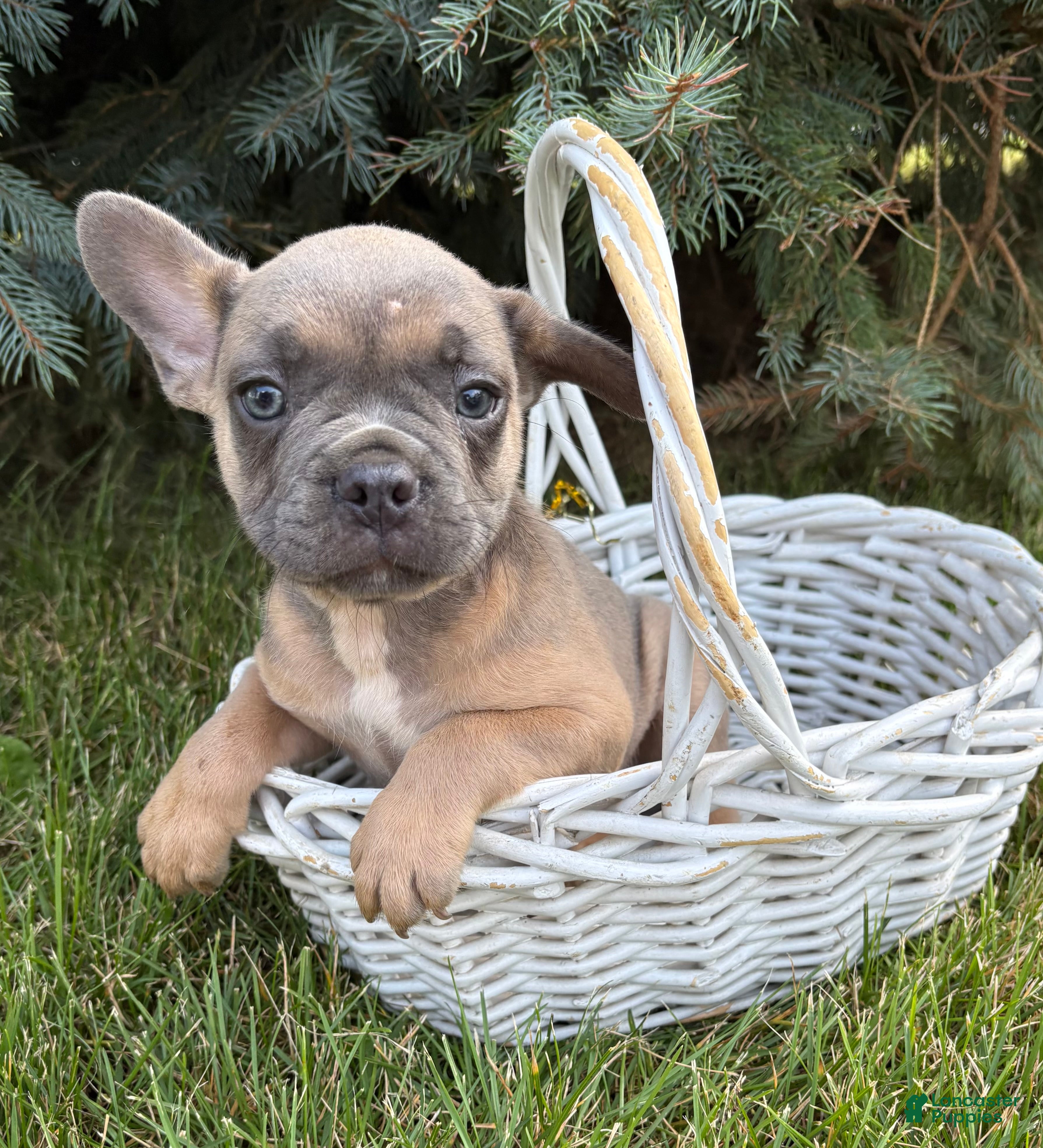French Bulldog dogs Duke - Ad 2